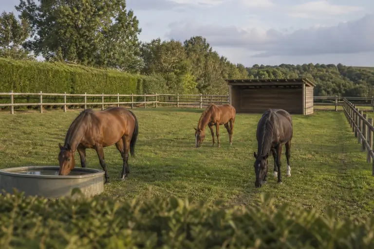 Chevaux en paddock de pension