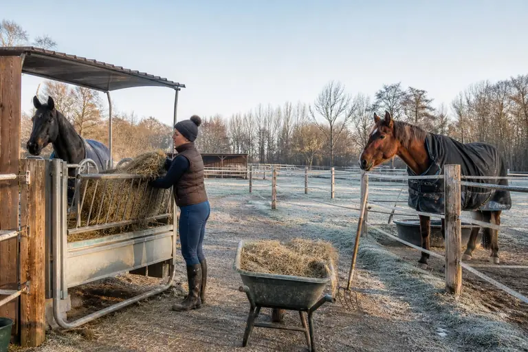 Distribution de foin dans une écurie
