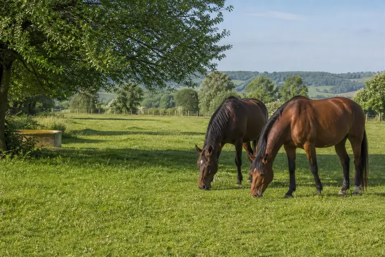Chevaux vivant au pâturage