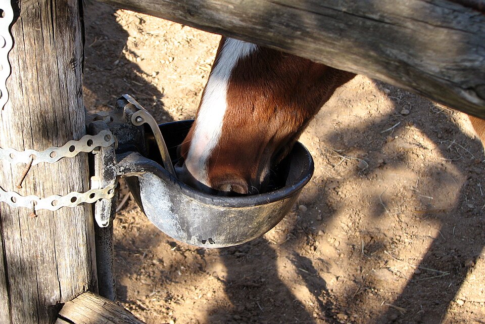 Photographie d’un cheval en train de boire