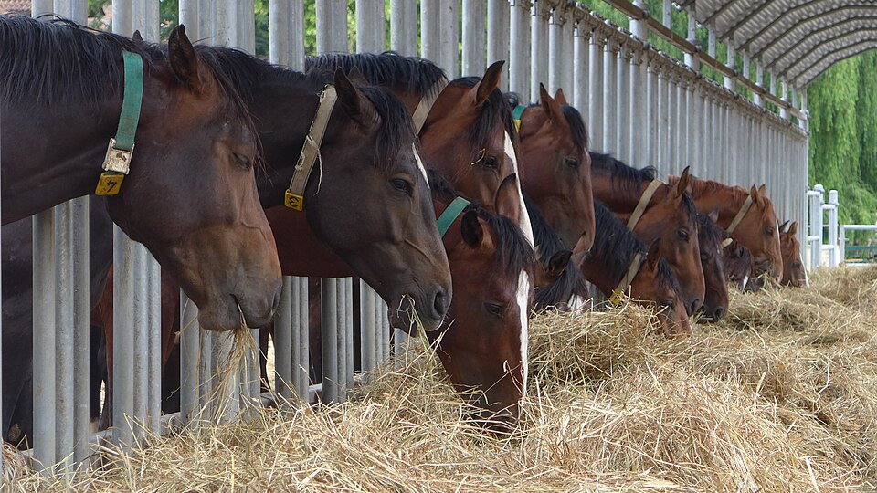 Chevaux consommant du foin au haras de Hunnesrück