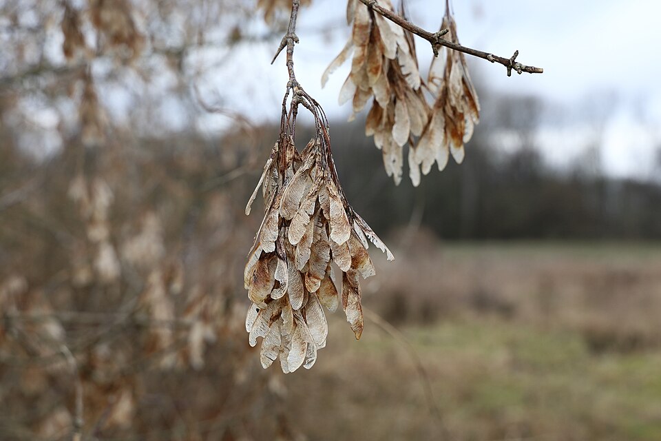 Samares d’érable sycomore (Acer pseudoplatanus)