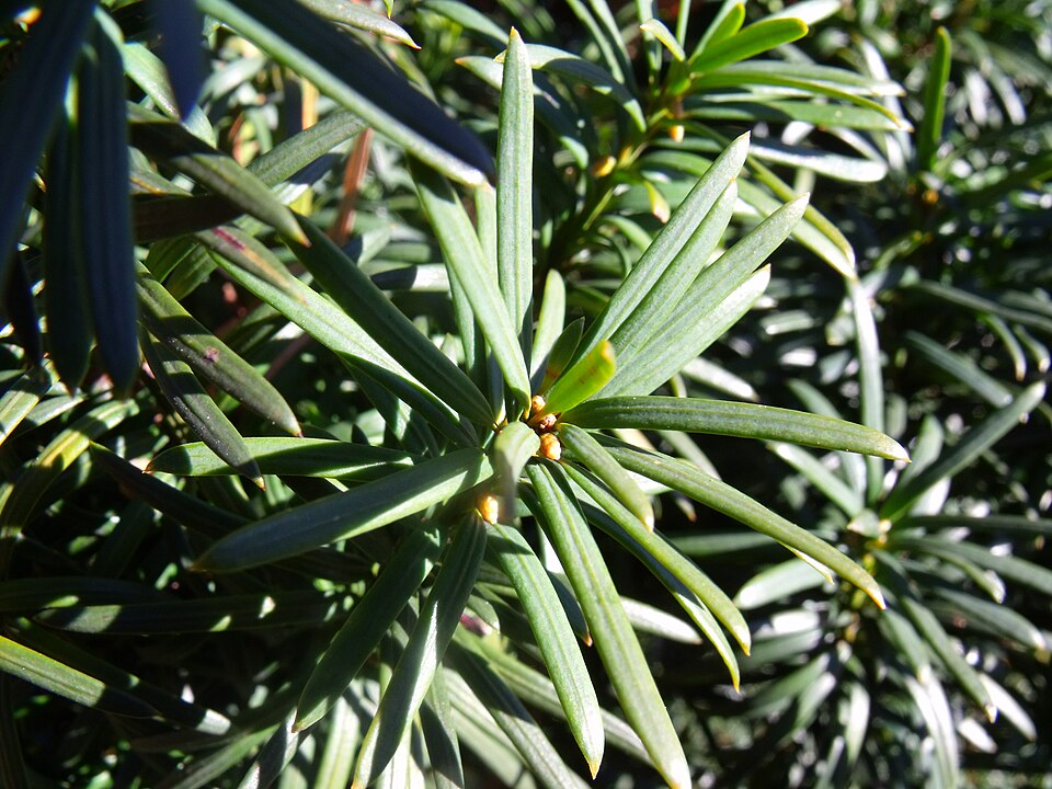 Feuillage de l’if commun (Taxus baccata)