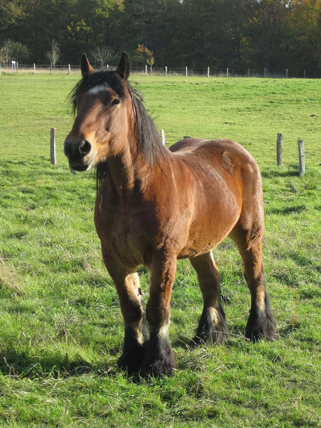 Cheval Ardennais bai dans une prairie.