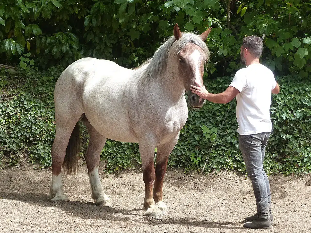 Cheval Breton de trait présenté en main.