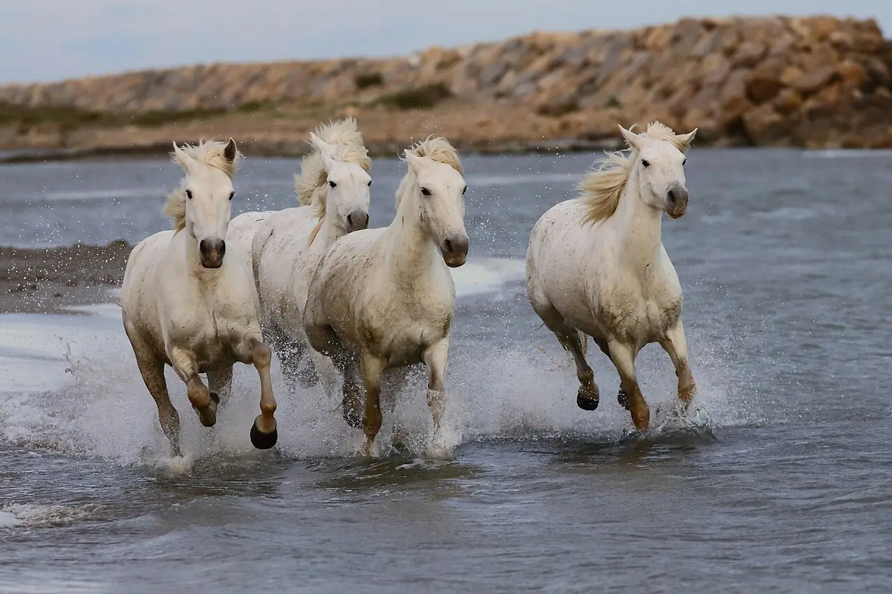 Chevaux Camargue galopant dans l’eau