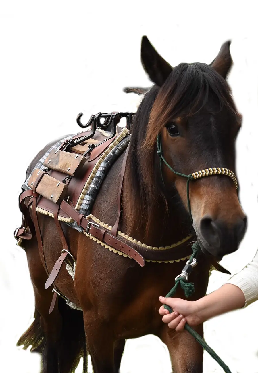 Cheval Castillonnais bai équipé d’un bât.