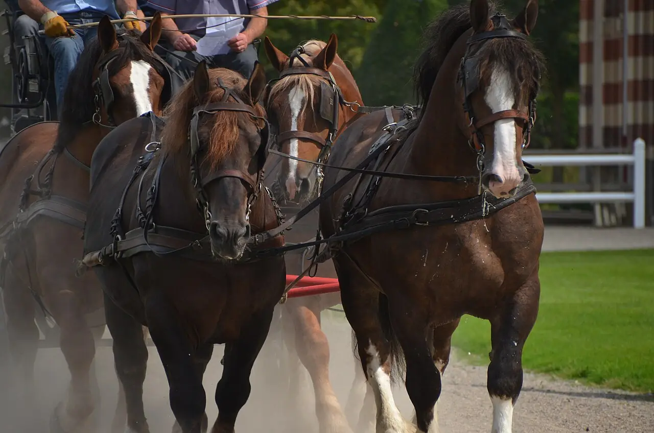 Plusieurs chevaux Cob Normand attelés en paire et en équipe.