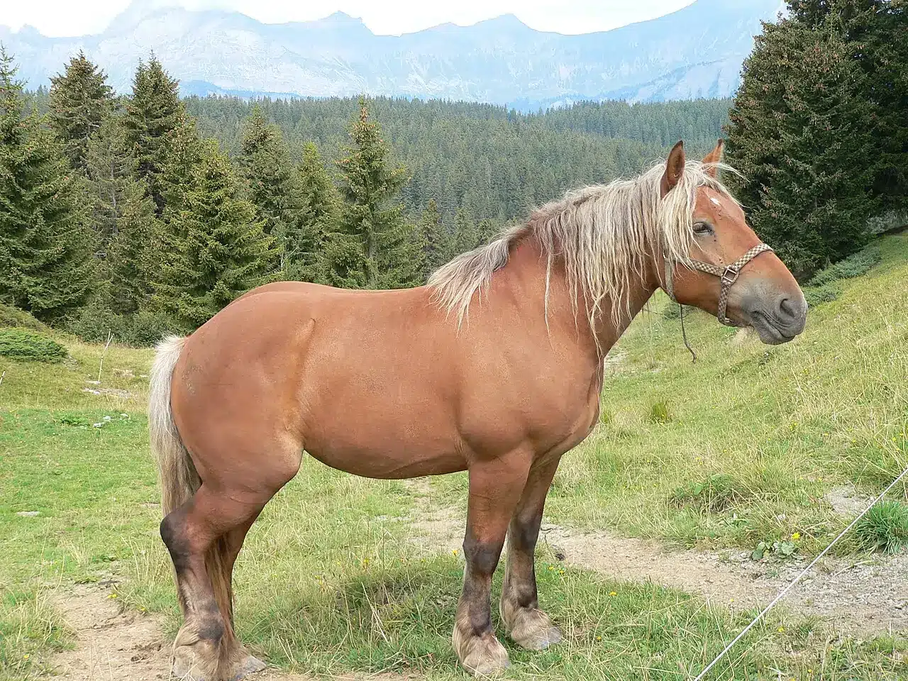 Cheval Comtois alezan aux crins lavés dans un paysage de montagne.