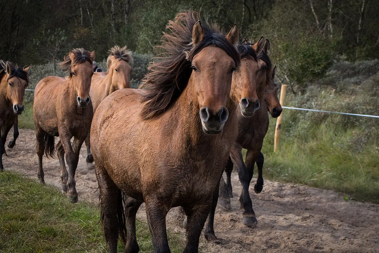Troupeau de chevaux Henson à la robe isabelle en extérieur.