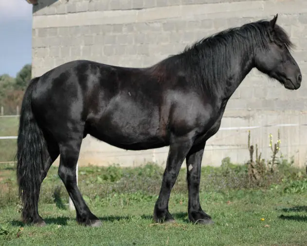 Cheval Mérens noir présenté de profil au pré.
