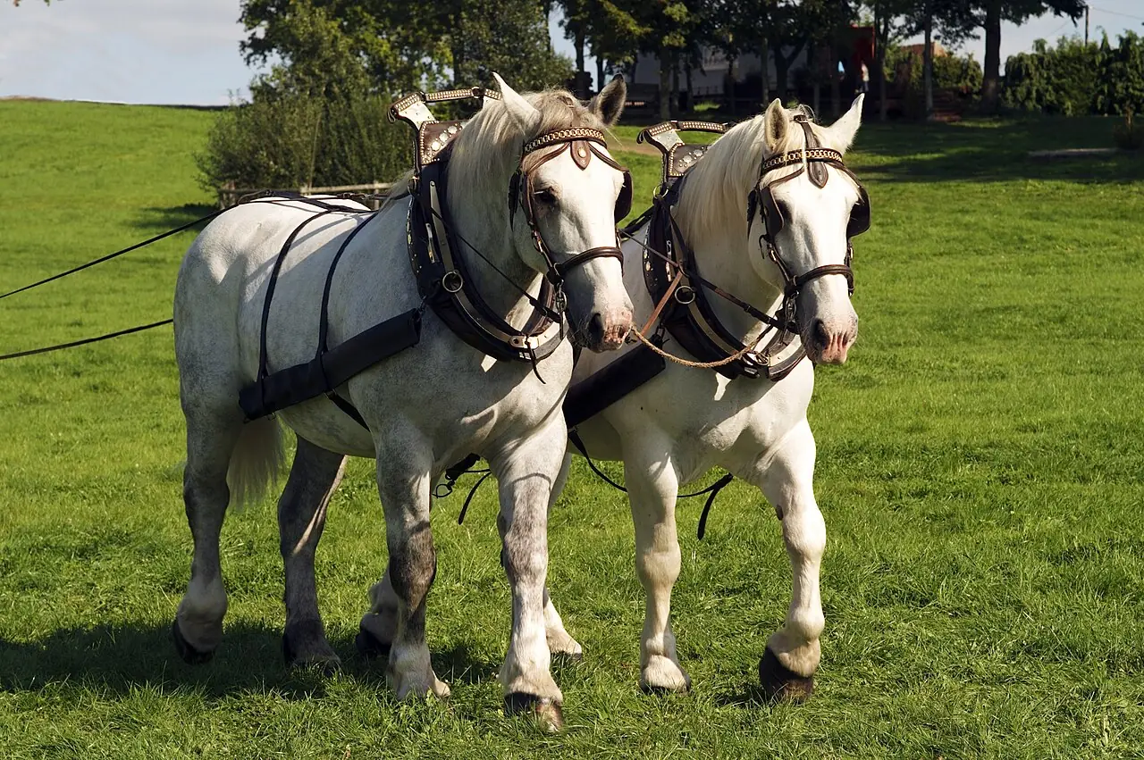 Deux chevaux Percheron attelés