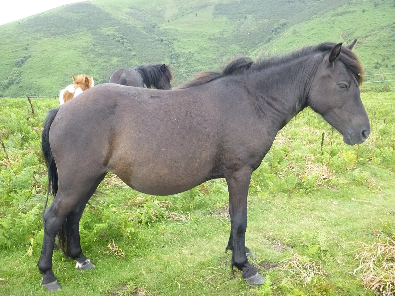 Poney Pottok sombre dans un paysage de montagne basque.