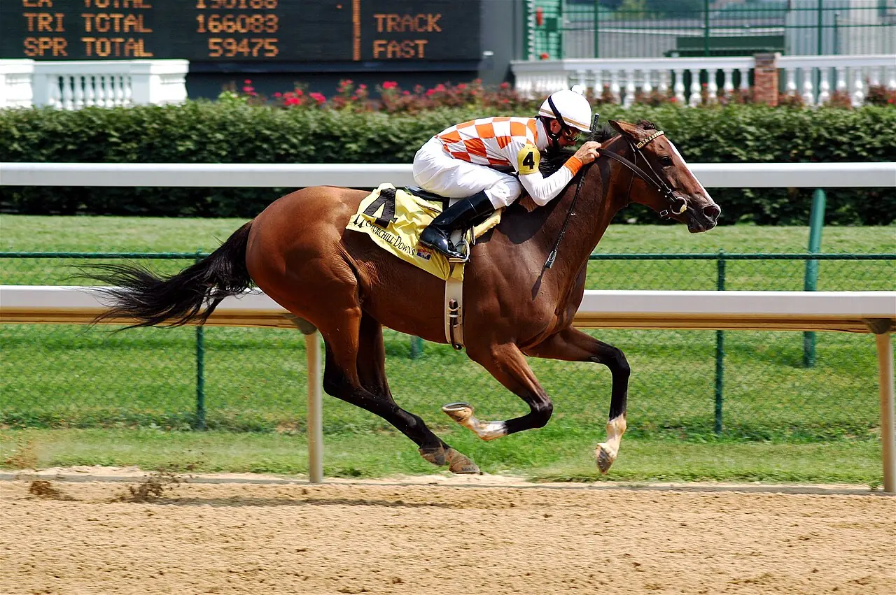 Cheval Pur-sang et jockey au galop sur un hippodrome.