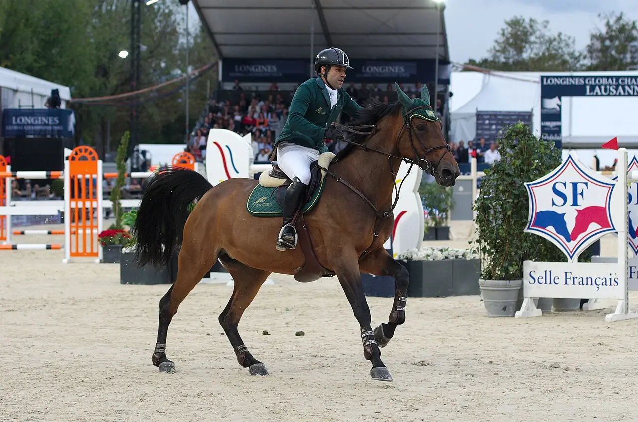 Selle Français sur un parcours de saut d’obstacles