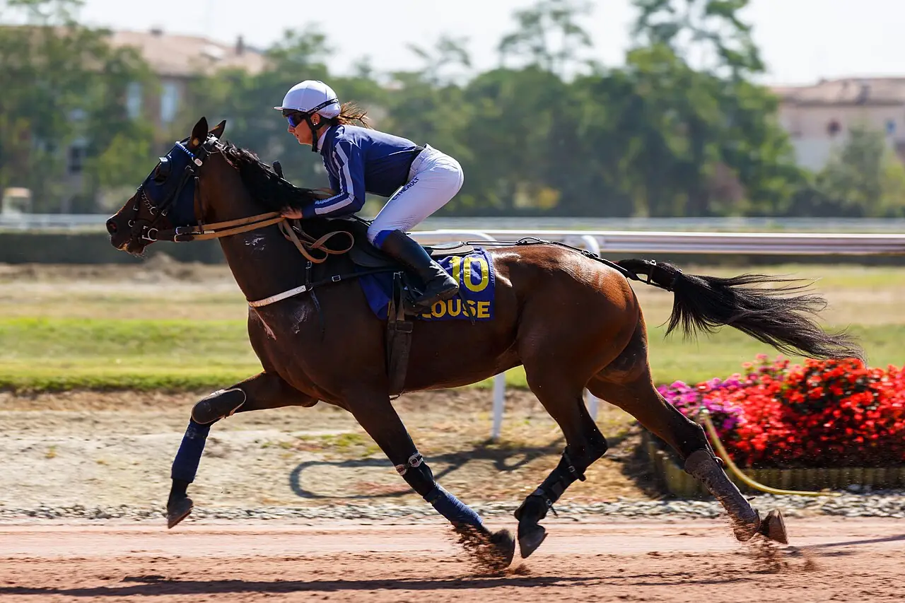 Trotteur Français lancé dans une course de trot monté.